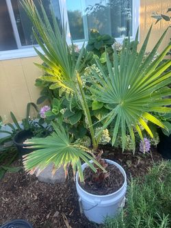 Mexican palms