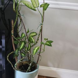 Real Big Plant In Modern Ceramic Pot