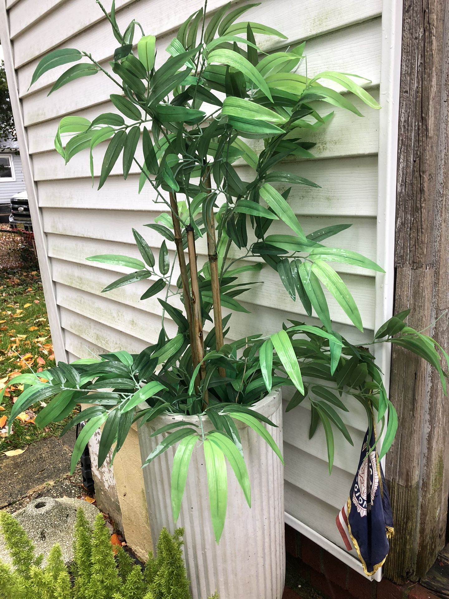 Article Bamboo Plants With Heavy Planters With Rocks