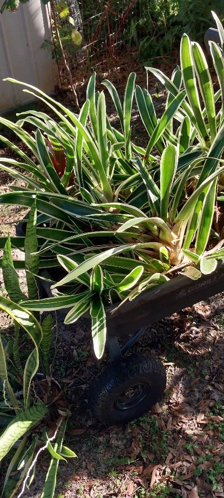 Plants