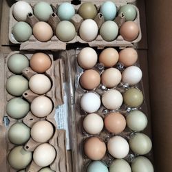 Organic Eggs