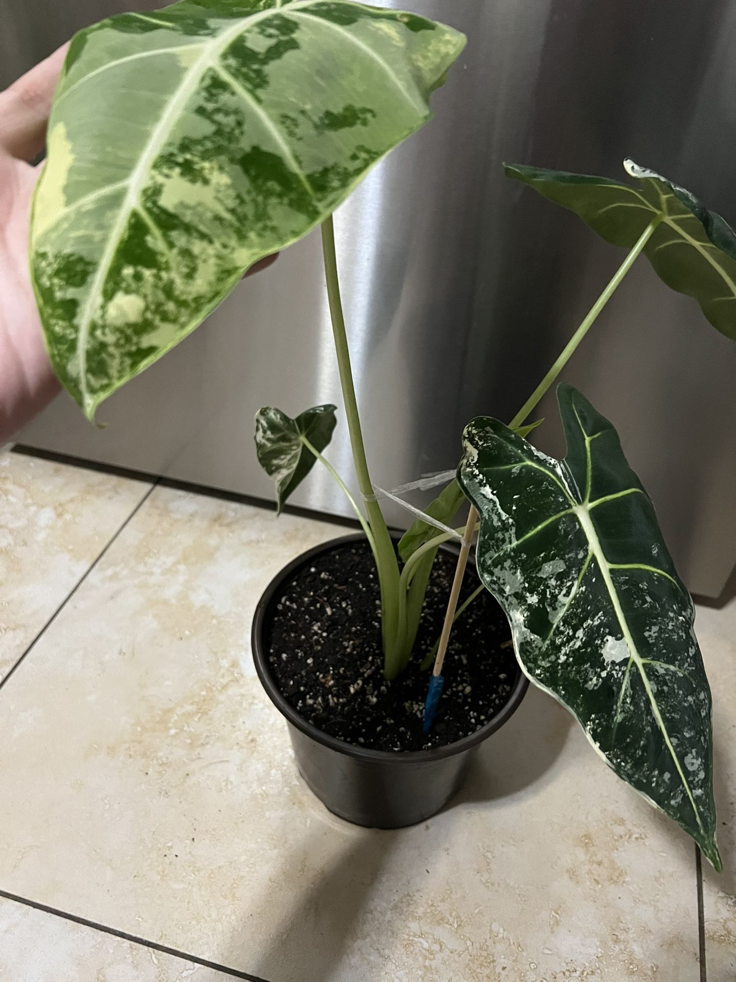Alocasia Frydek Variegated Plant Mature Size