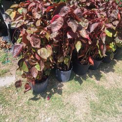 Copper Plants 3gallones 