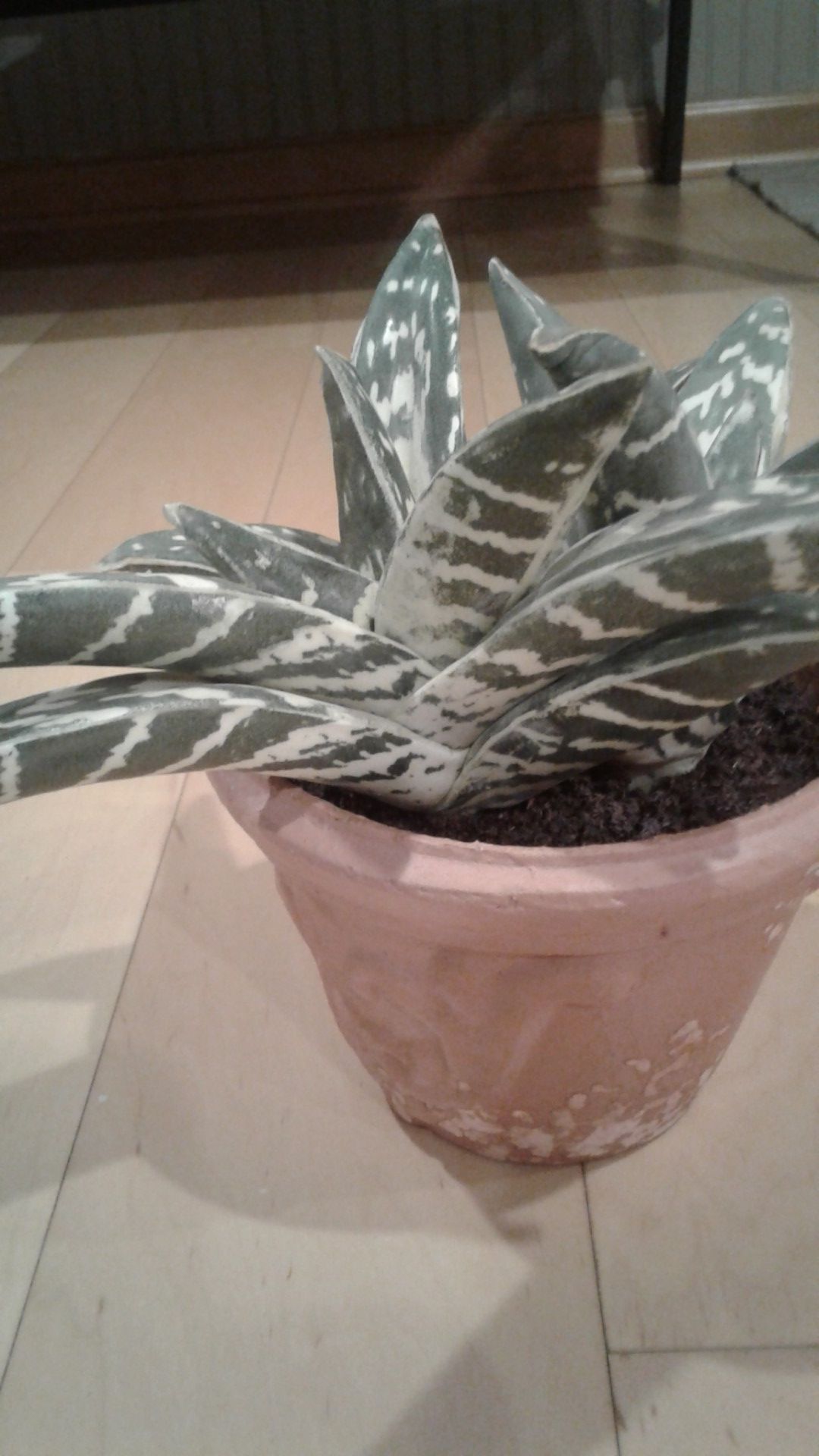 Artificial socculent plant