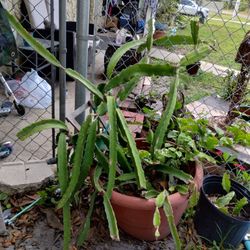 Large Dragon Fruit Plant With Pot