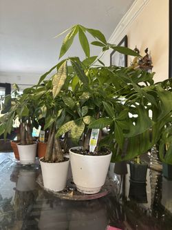 Money Tree PACHIRA AQUATICA PLANTS 