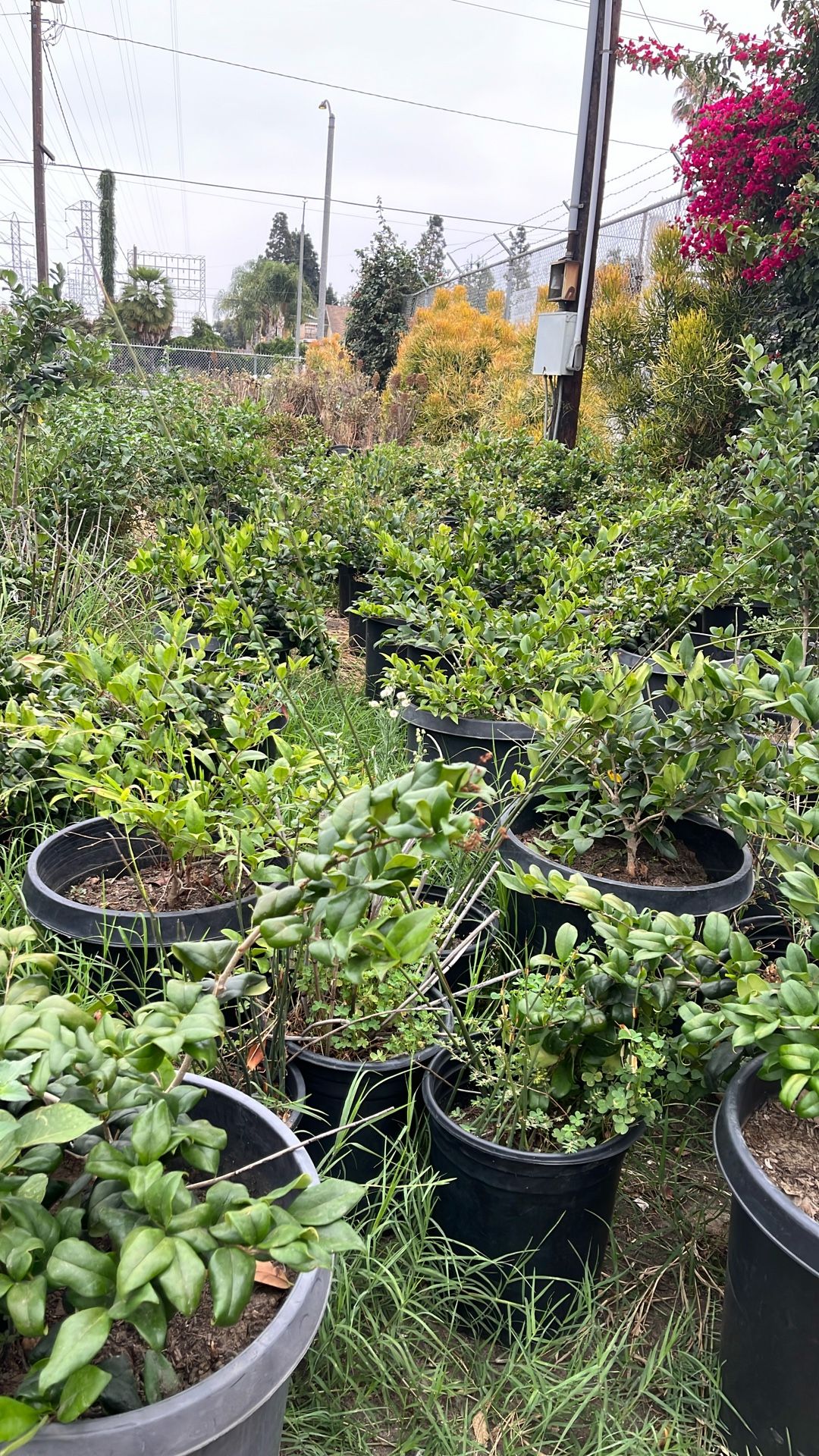 Wax-Leaf Privet