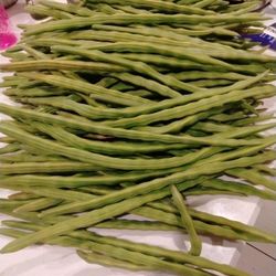 Fresh Organic Moringa/Drumsticks