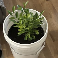 Kalamansi Plant. (small Limes)