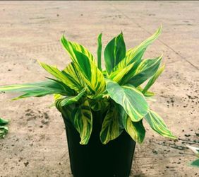 Variegated Ginger Plants