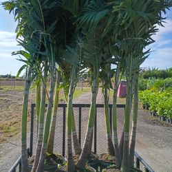 Christmas Palms Over 8 To 9 Feet Tall Instant Privacy Hedge For Femce