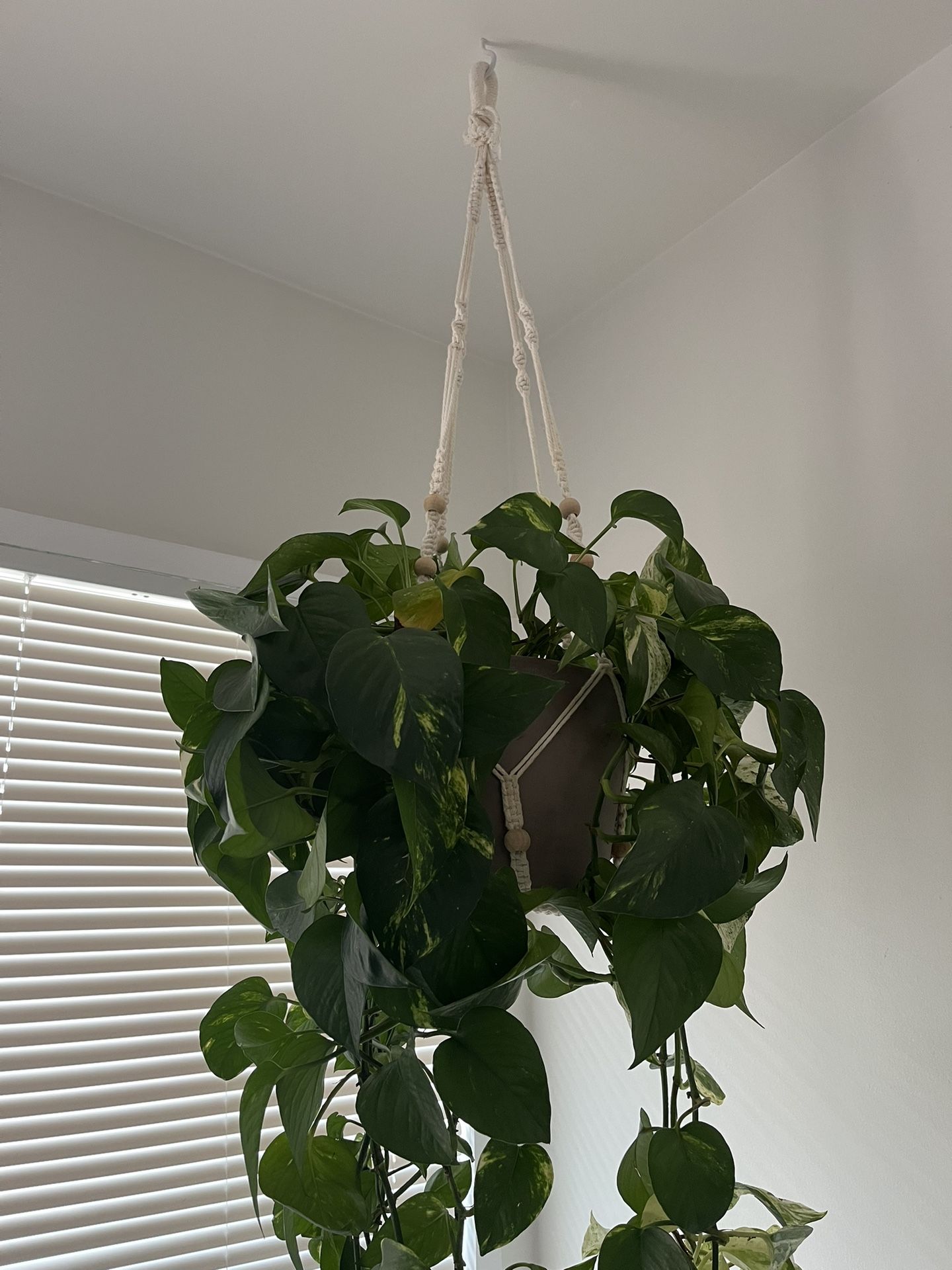 Plants