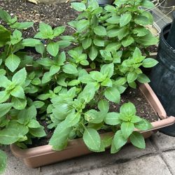 Two  Indian Basil Plants(RamTulasi) -$8