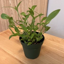 Tradescantia House Plant. Sammamish, Beaver Lake