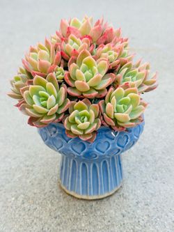 Succulents plants 🪴 (Echeveria 'Silk Veil')