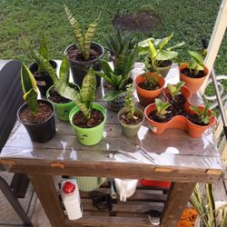 Plantas Baratas 