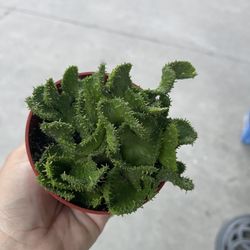 4” Crested Medusa