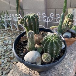 Cactus Plants 