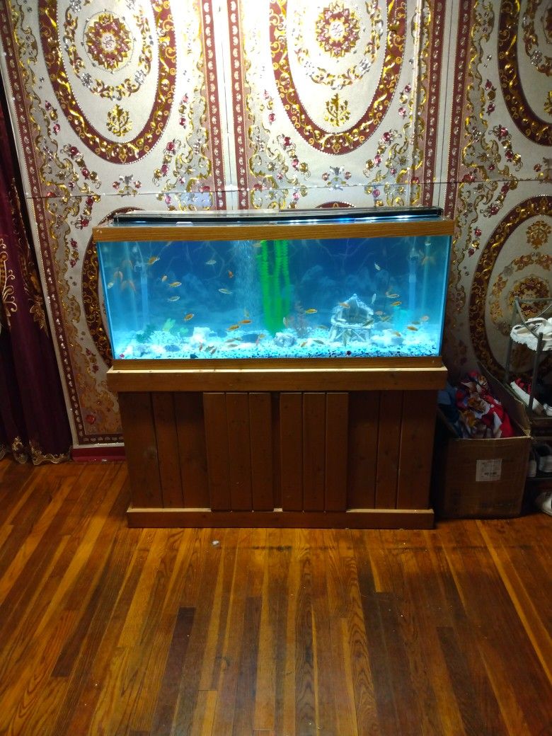 Fish Tank Aquarium Aquariana