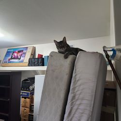 Free Queen size mattress and box spring