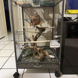 Bird Cage 