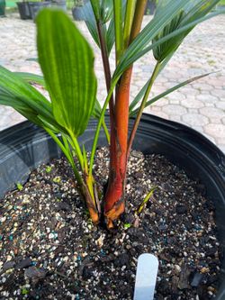 Lipstick Palm, Red sealing wax palm, Cyrtostachys renda,  (7 gallon) nnj