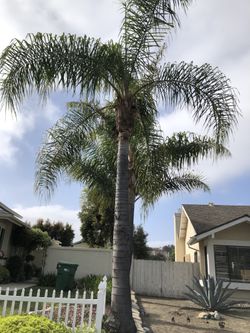 Queen palm - Reduced