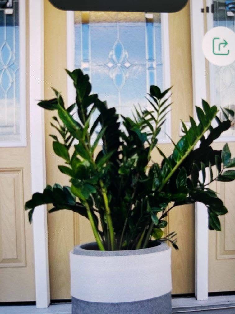 Beautiful ZZ Plants