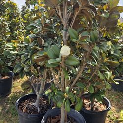 Magnolias Tree 15gallones 6ft Tall 