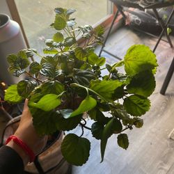 Swedish ivy Cuttings