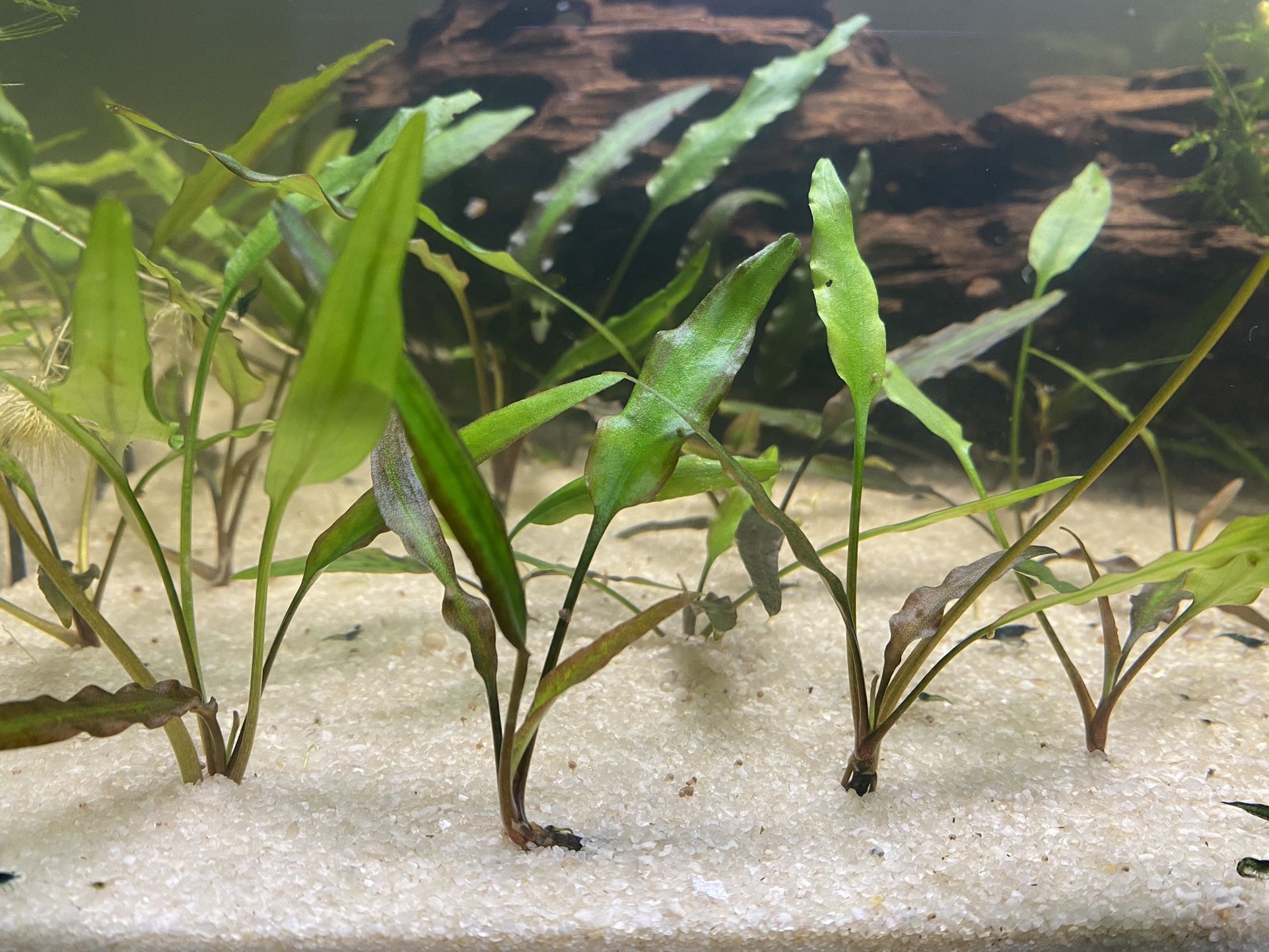 Aquarium Plant 