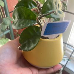 Plants For Sale Indoor