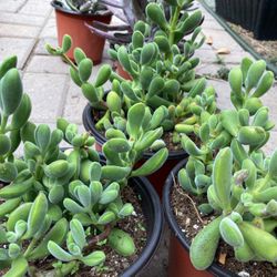 Succulent Plants In A 6” Pot For $4 Each 