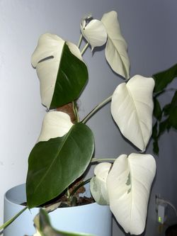 Monstera Albo Variegata