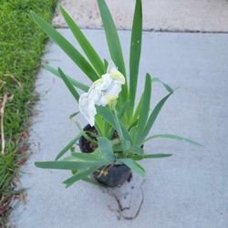 White Bearded Iris Plant 2-  One Gallon Pots