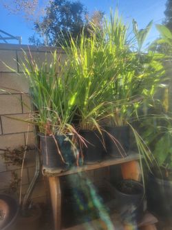 Lemongrass
