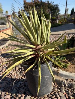 2 Agave potted plants