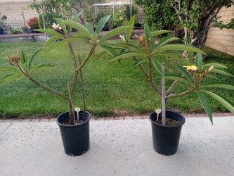 Hawaii Plumeria Plants