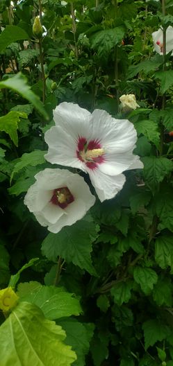 #5 Rose of Sharon 'Red Heart' Hibiscus Plant