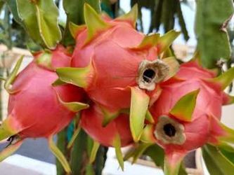Fresh Dragon Fruit 