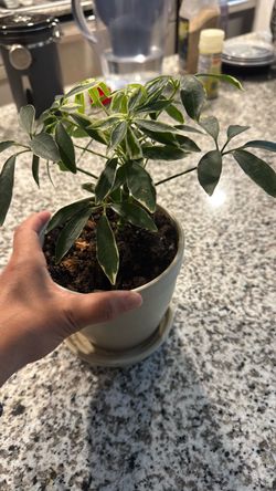 Umbrella plant
