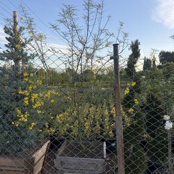 Desert museum Palo verde