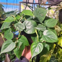 Heart Shaped Philodendron 