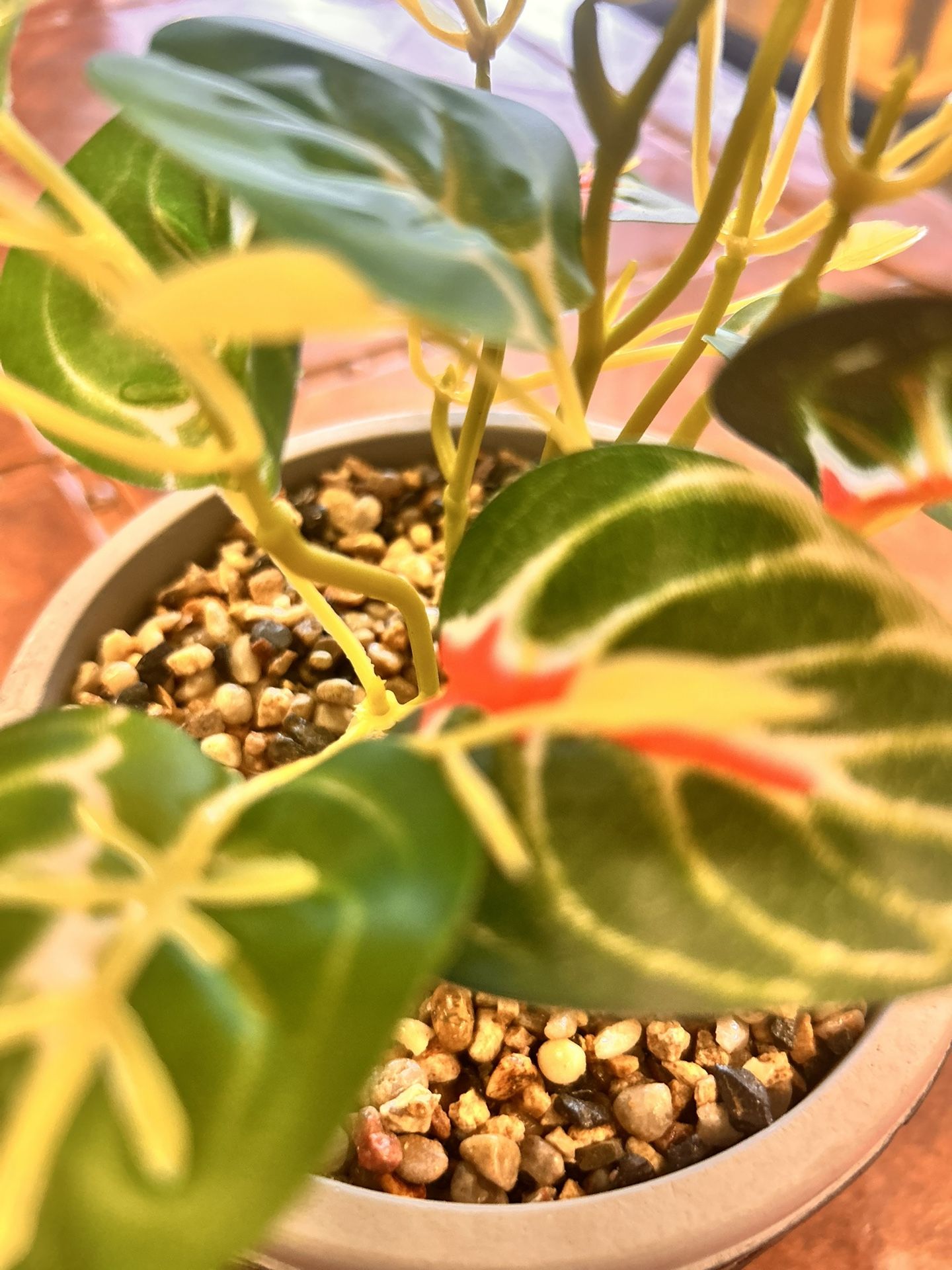 Medium Sized Table Plant