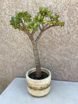 29” (white ceramic) Jade Tree/Money Jade/Lucky Jade/Friendship Plant