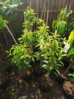 Sapodilla/chico sapote