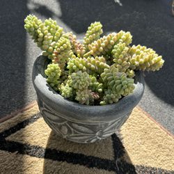 Plant In Nice Planter - Burro’s Tail