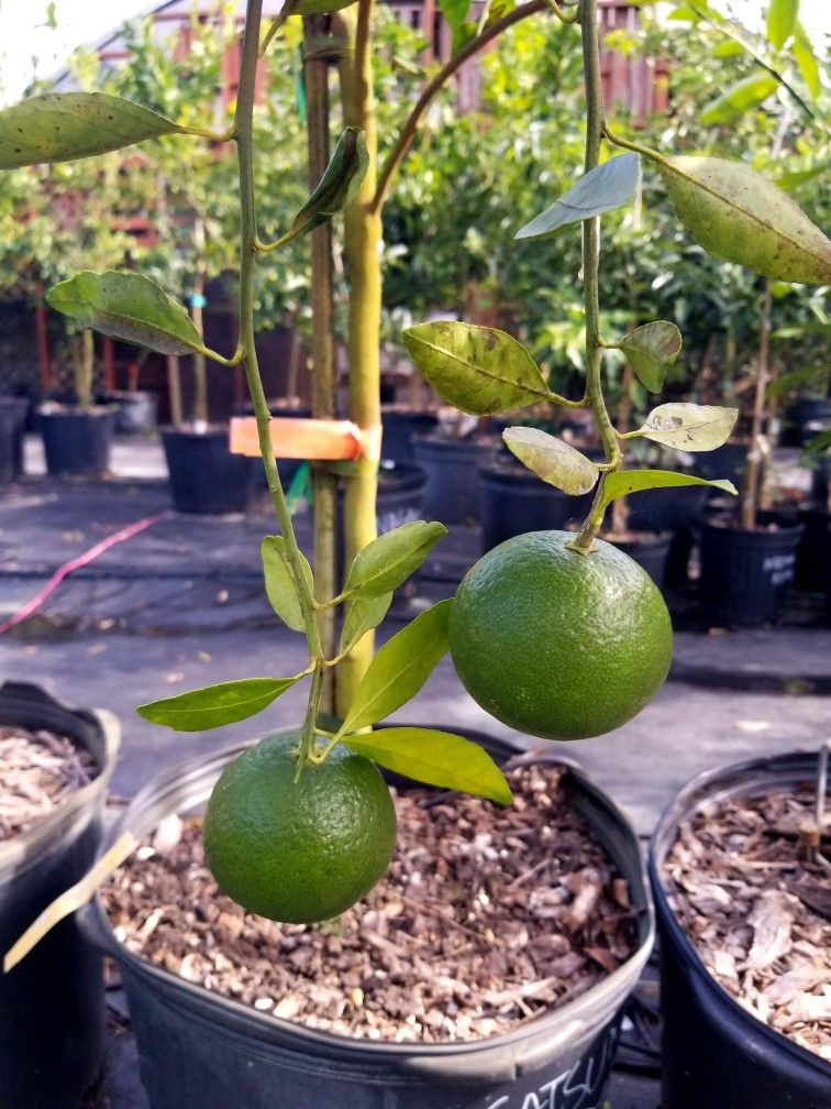 Grafted Citrus Trees • Accepting EBT/SNAP • Delivery & Install