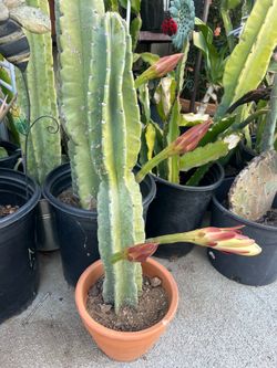 Apple cactus