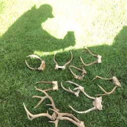 Deer Antlers 